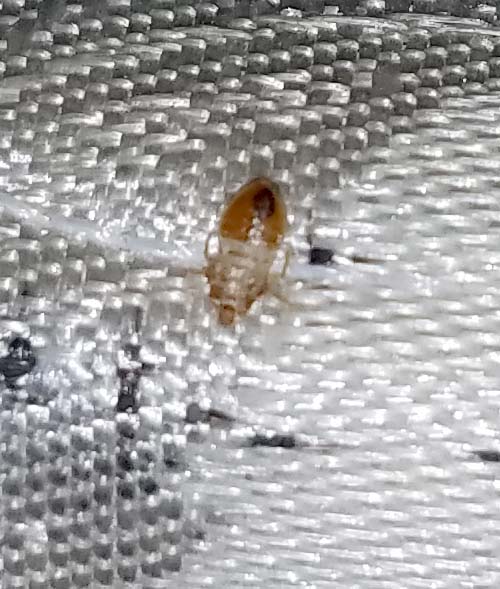 Call the best bed bug exterminator in Oklahoma City.