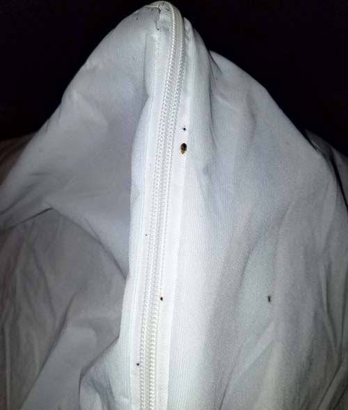 The best bed bug exterminator in Oklahoma City.